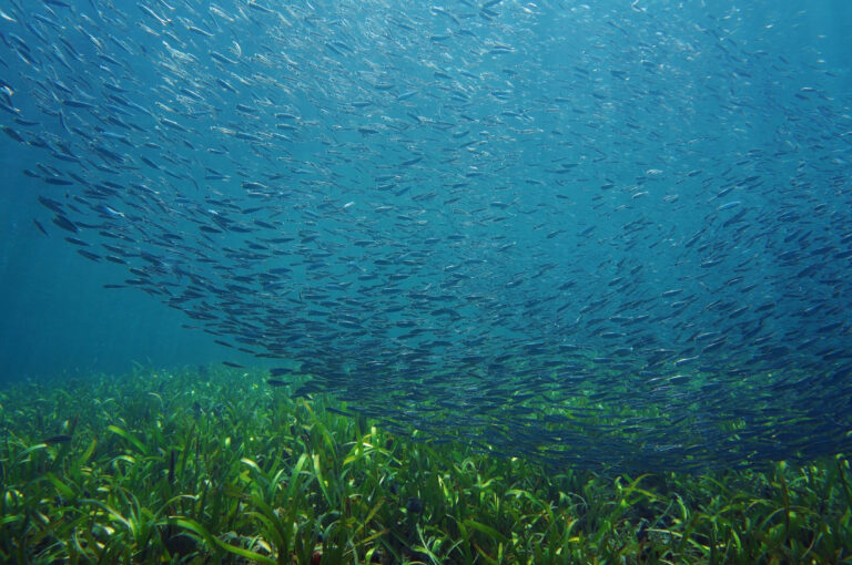 Watch a Webinar: AI in Action for Stormwater Management