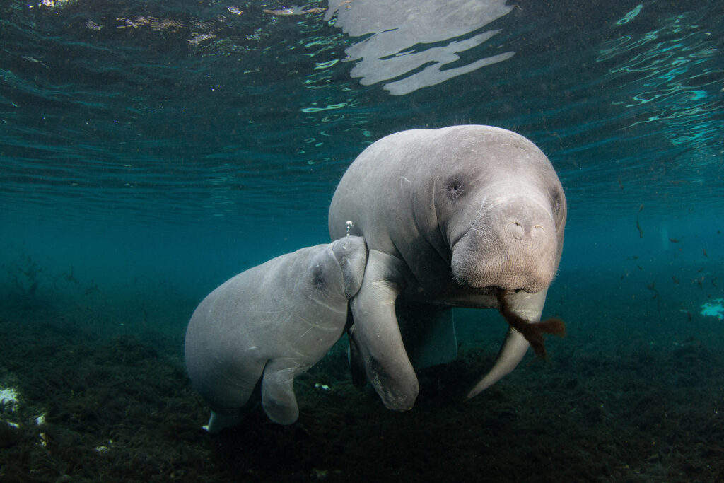 Manatee in Florida